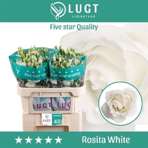 EUST. ROSITA WHITE 998