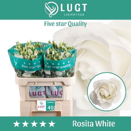 EUST. ROSITA WHITE 998