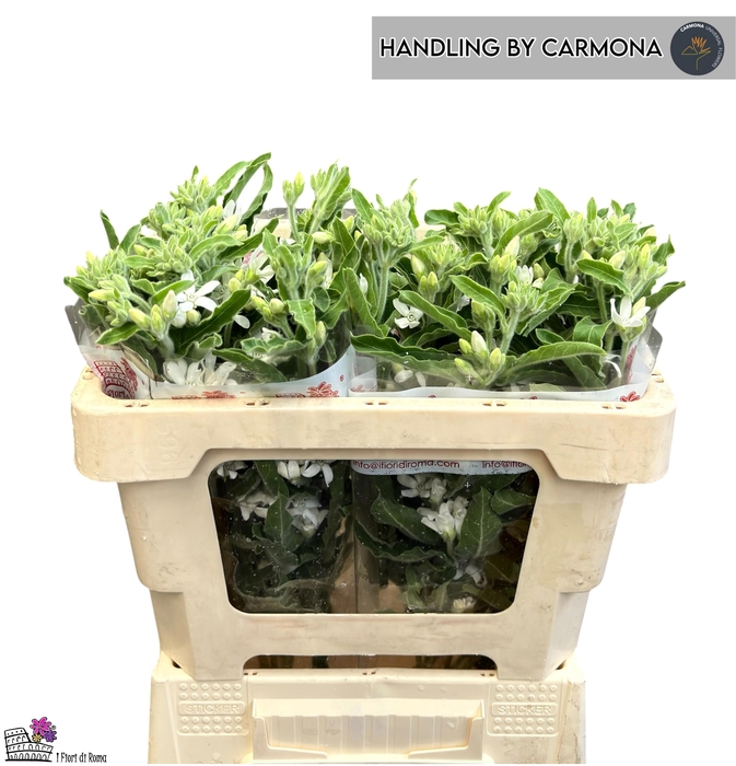 <h4>OXY CO PERF WHI HARM</h4>