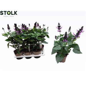 Salvia Nemorosa
