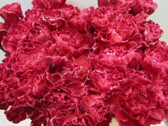 <h4>Di St G Rood</h4>