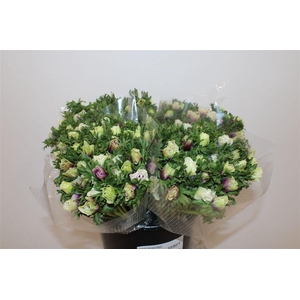 Anemone Rainbow Happy