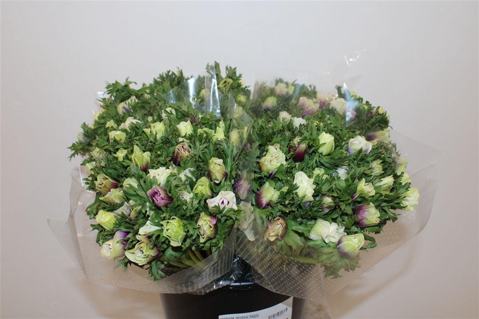 <h4>Anemone Rainbow Happy</h4>