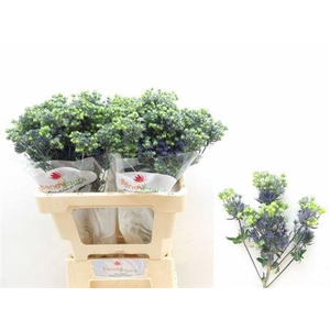 Eryngium Pl Mag Purp St 60cm