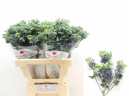 <h4>Eryngium Pl Mag Purp St 60cm</h4>