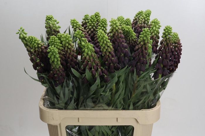 <h4>Fritillaria Persica</h4>