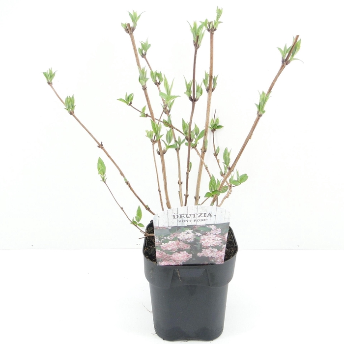 <h4>Deutzia Mont Rose</h4>