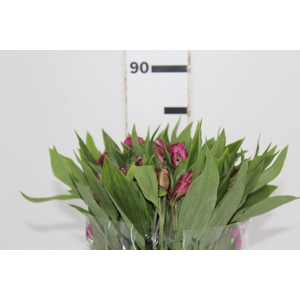 ALSTROEMERIA STRATUS 080 CM