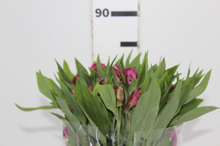 ALSTROEMERIA STRATUS 080 CM