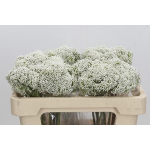 Ozothamnus Booming White