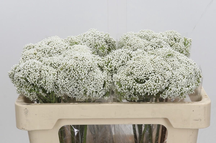 Ozothamnus Booming White