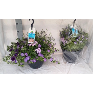 HANGING BASKETS
