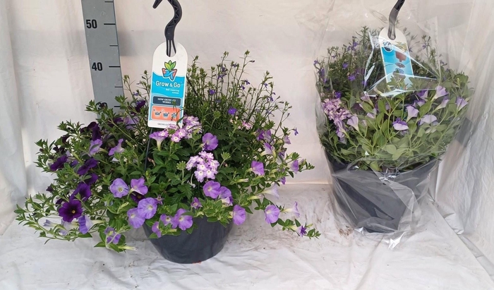 <h4>HANGING BASKETS</h4>