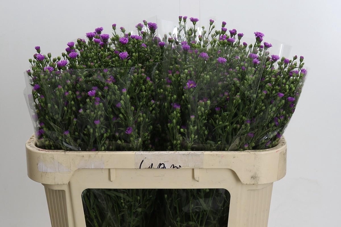 <h4>Aster Casarosa</h4>