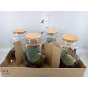 Arr.   Kamerplant Groen H%