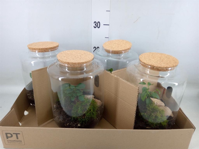 <h4>Arr. Kamerplant Groen H%</h4>