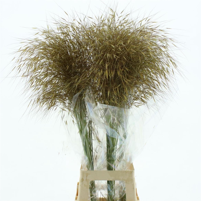 <h4>Stipa Gold</h4>