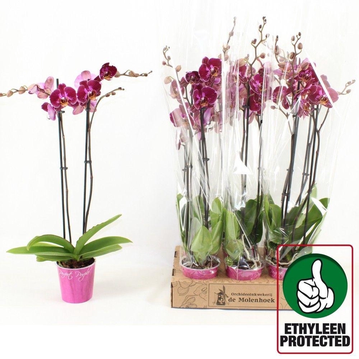 <h4>PHAL OV PAARS</h4>