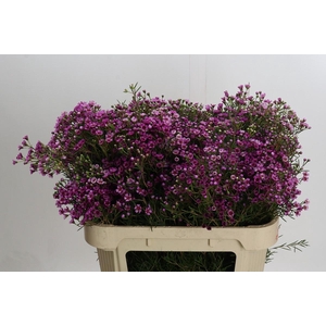 Chamelaucium Jupiter