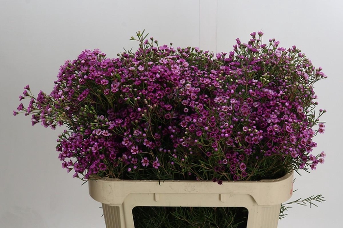 <h4>Chamelaucium Jupiter</h4>