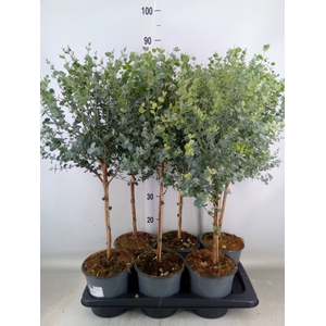 Eucalyptus gunnii