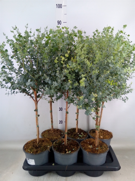 <h4>Eucalyptus gunnii</h4>