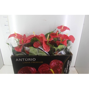 ANTHURIUM MICHIGAN P17 PREMIUM