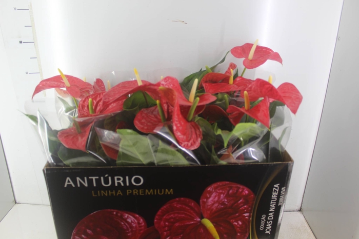<h4>ANTHURIUM MICHIGAN P17 PREMIUM</h4>