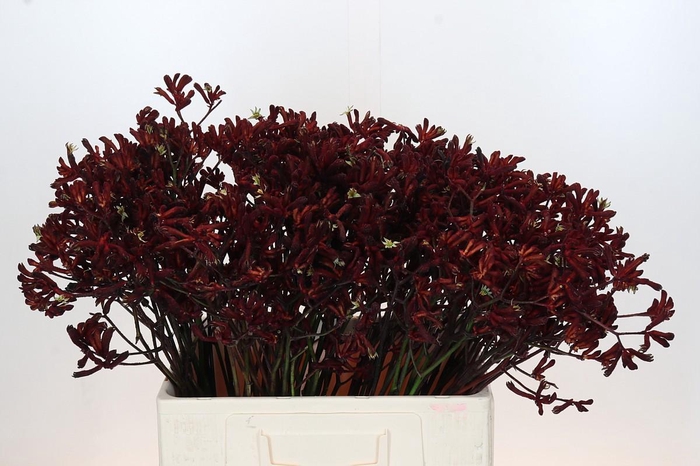 <h4>Anigozanthos Bush Ruby</h4>