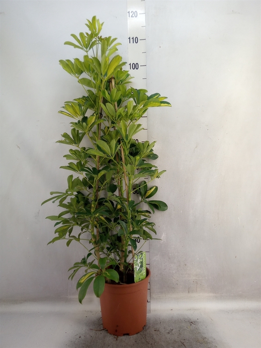 <h4>Schefflera arbor. 'Gold Capella'</h4>