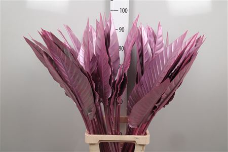 <h4>Strelitzia Blad Painted Pink</h4>