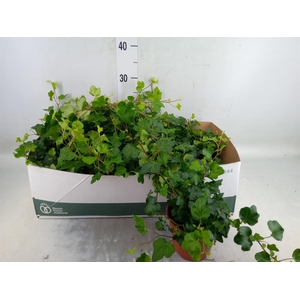 Hedera helix 'Wonder'