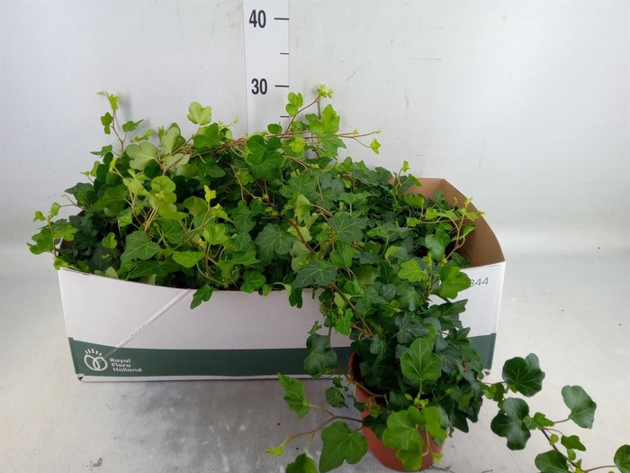 <h4>Hedera helix 'Wonder'</h4>