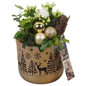 PTCHG5638 Arrangementen Kerst