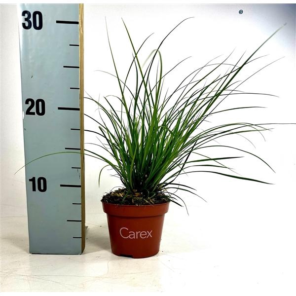 <h4>Carex brunnea (groen) p10,5</h4>