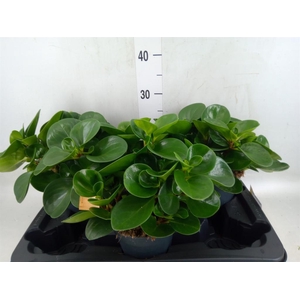 Peperomia obt. 'Green Gold'
