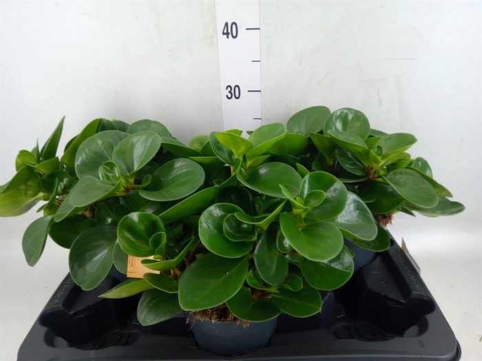 <h4>Peperomia obt. 'Green Gold'</h4>