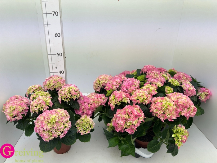 <h4>HYDR M EARLY ROSA</h4>