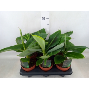 Musa  'Tropicana'