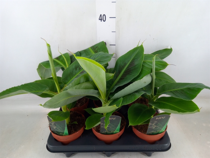 <h4>Musa  'Tropicana'</h4>