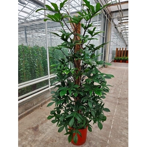 Philodendron pedatum