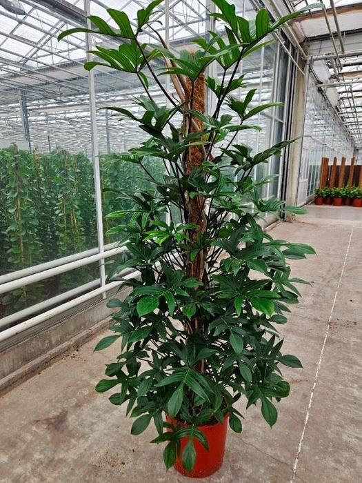 <h4>Philodendron pedatum</h4>