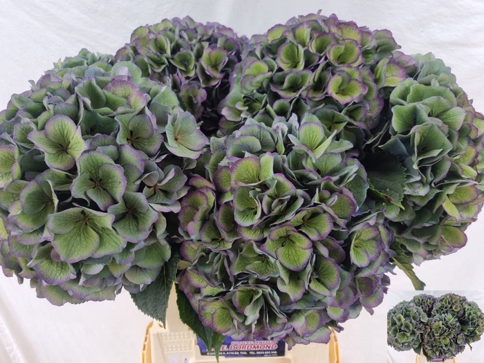 <h4>Hydrangea pompidou</h4>