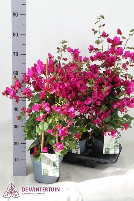 <h4>BOUGAINV SANDERIANA</h4>