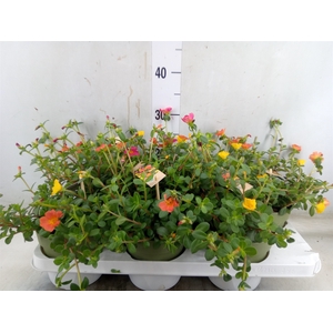 Portulaca   ...mix in pot