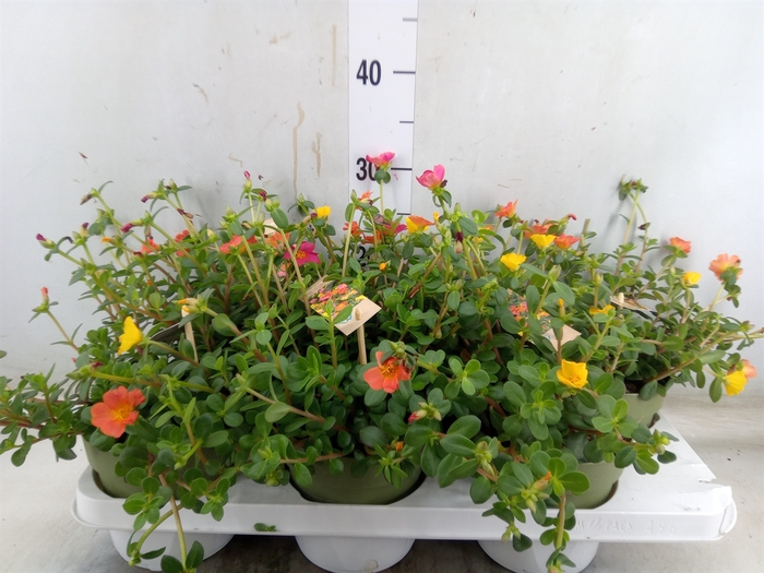 <h4>Portulaca   ...mix in pot</h4>