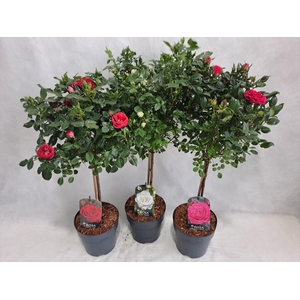 Roos op stam kleinbloemig P19 40cm mix