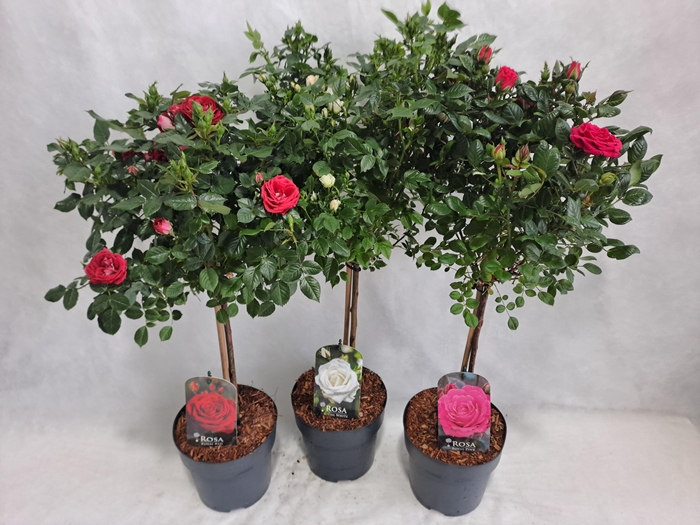 <h4>Roos op stam kleinbloemig P19 40cm mix</h4>