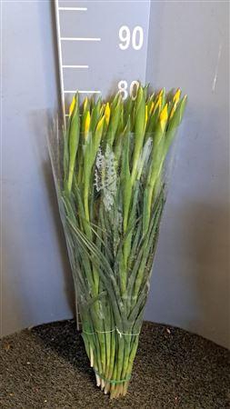 <h4>Iris Jaune Giallo</h4>