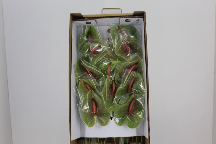 <h4>ANTHURIUM PISTACHE 9/11 035 CM DIAM MIN 9 CM VERDE</h4>